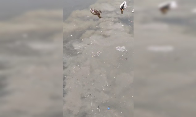 Саратовцы загрязняют пластиком Мировой океан через талые воды